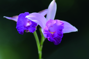 Conociendo las Orquídeas y su cultivo