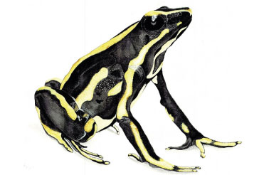 Biodiversidad en trazos. Taller de Ilustración Naturalista